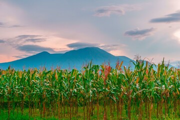 Beautiful morning view indonesia Panorama Landscape paddy fields with beauty color and sky natural light