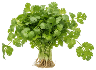 Fresh green cilantro bunch with roots, popular herb for cooking and garnishing