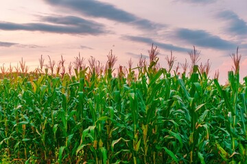 Fototapeta premium Beautiful morning view indonesia Panorama Landscape paddy fields with beauty color and sky natural light