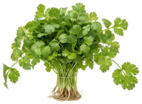 Fresh green cilantro bunch with roots, popular herb for cooking and garnishing