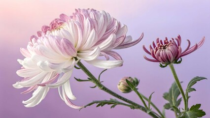 Fototapeta premium Two tone pink and white chrysanthemums with bud against soft purple background flower