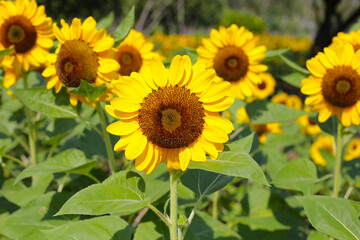 Blooming sunflower fields. Beautiful yellow flower