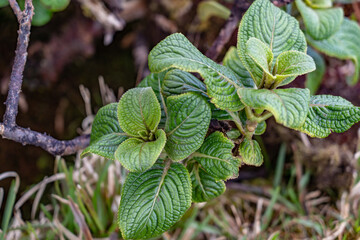 Hydrangea arguta (Broussaisia arguta), kanawao, perennial flowering plant in the Hydrangea family, Hydrangeaceae. Moanalua Valley & Moanalua Ridge Trail to the Haiku Stairs (Stairway To Heaven),  Oahu