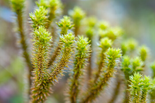 Huperzia is a genus of lycophyte plants, sometimes known as the firmosses or fir clubmosses;  Moanalua Valley & Moanalua Ridge Trail to the Haiku Stairs (Stairway To Heaven), Honolulu, Oahu, Hawaii. 