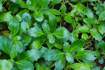 Green leaves of Ajuga boninsimae plant
