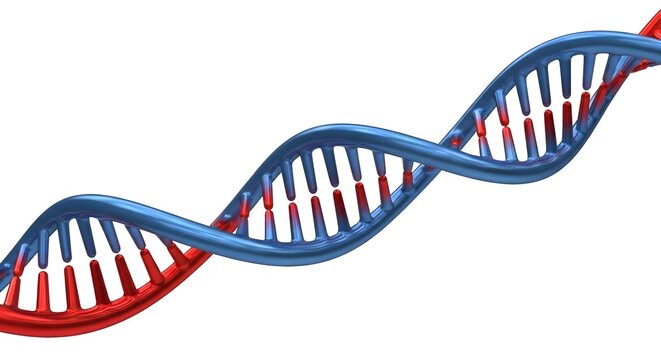 A 3D rendering of a DNA double helix in red and blue on a white background.