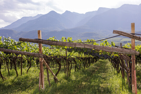 Vines in the mountains