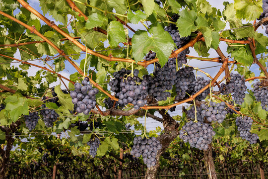 Close-up of red grapes