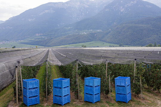 Protected apple trees under a taut net