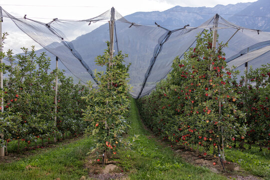 Red apples on trees in a plantation