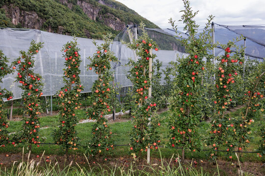 Apples grow on a mountain plantation under hail protection nets