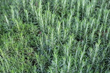 Rosemary plant, Fresh herb in the garden