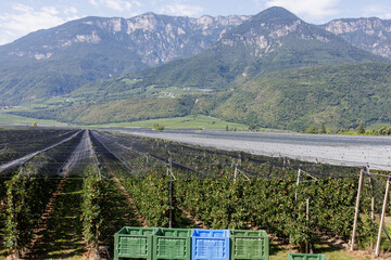 Protected apple trees under a taut net