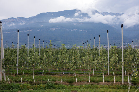 Apple orchard in front of a misty mountain in South Tyrol