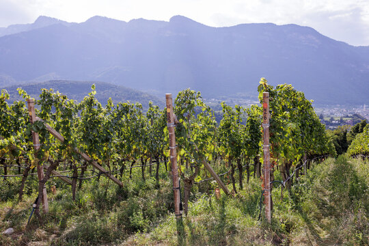 Vineyards with grapevines in front of mountains
