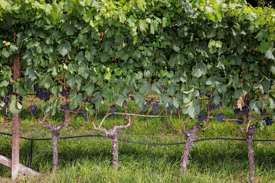 Vineyards with grapevines