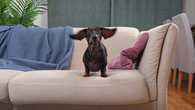 A cheerful dachshund dog jumped joyfully on the living room sofa, waiting for a game, its owner, or food. A naughty puppy makes noise and barks in the house.