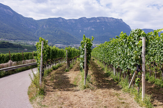 Vineyards with grapevines in the mountains