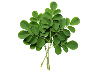 Fresh green moringa oleifera leaves bunch, a superfood for health and nutrition