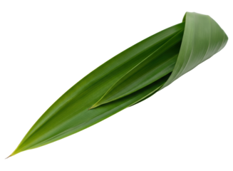 Vibrant green pandan leaf with a graceful curl, showcasing natural beauty