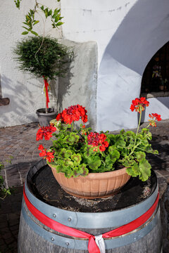 Close-up of geraniums in a pot in the alleys