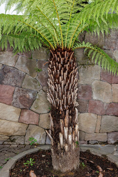 Small palm tree