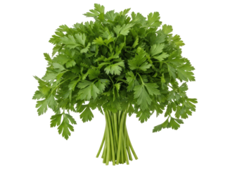 Fresh green parsley bunch with vibrant leaves, ready for culinary use and garnish