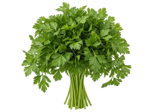 Fresh green parsley bunch with vibrant leaves, ready for culinary use and garnish