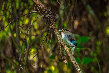 colorful bird Silver-breasted broadbill (Serilophus lunatus) build a nest.