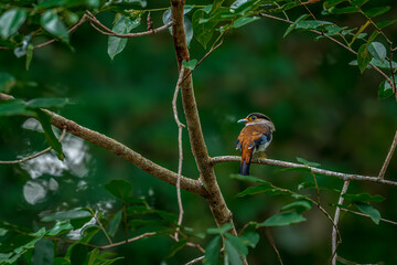 colorful bird Silver-breasted broadbill (Serilophus lunatus) build a nest.