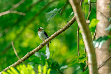 colorful bird Silver-breasted broadbill (Serilophus lunatus) build a nest.