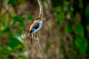 colorful bird Silver-breasted broadbill (Serilophus lunatus) build a nest.
