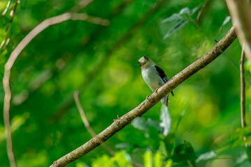 colorful bird Silver-breasted broadbill (Serilophus lunatus) build a nest.