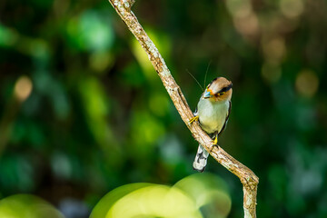 colorful bird Silver-breasted broadbill (Serilophus lunatus) build a nest.
