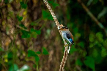 colorful bird Silver-breasted broadbill (Serilophus lunatus) build a nest.