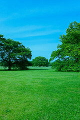 緑の森　太陽光