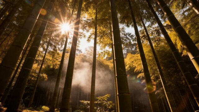 sunlight filtering through bamboo forest, cinematic flare, peaceful nature concept
