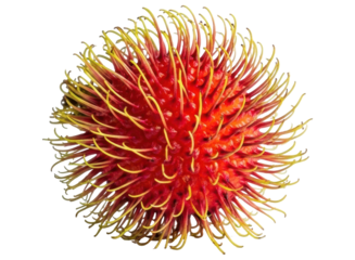 Fresh tropical rambutan fruit with colorful red skin and soft yellow spines