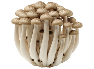 Fresh organic brown shimeji mushrooms ready for culinary preparation