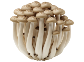 Fresh organic brown shimeji mushrooms ready for culinary preparation