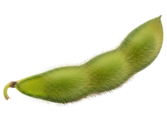 Fresh green edamame pod, a healthy and nutritious snack or ingredient