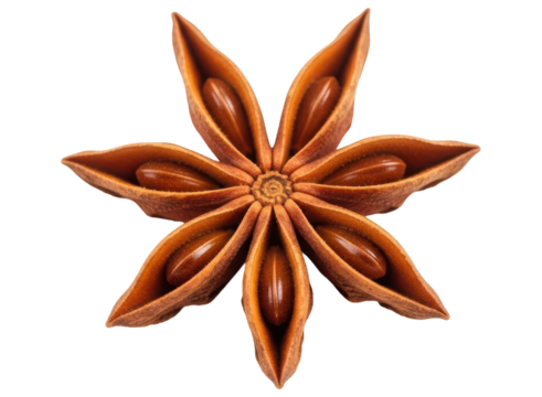 Close up view of a single star anise spice with visible seeds