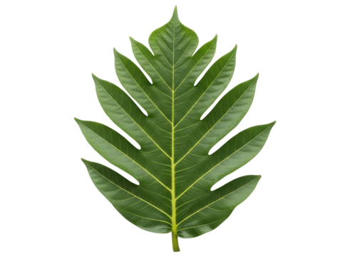 Vibrant green breadfruit leaf with distinctive lobes and prominent veins
