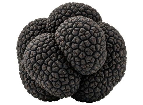 Premium black truffle with distinctive bumpy texture for gourmet cuisine
