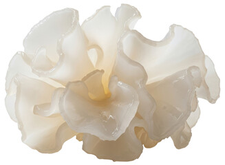 Fresh white fungus, also known as snow fungus or tremella fuciformis, for culinary use