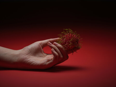 A hand gently holds a ripe rambutan fruit against a red background