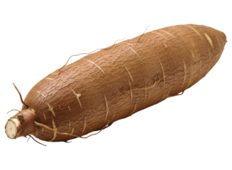 Fresh raw cassava root, a starchy tuber vegetable, ready for cooking and culinary use.