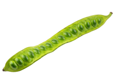Fresh green petai bean pod, also known as bitter bean or stink bean, with seeds visible