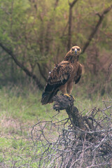 Tawny Eagle perched on a tree in the Kruger National Park Safari in South Africa