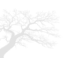 Decorative Floral Corner and Branch Shadow Overlay